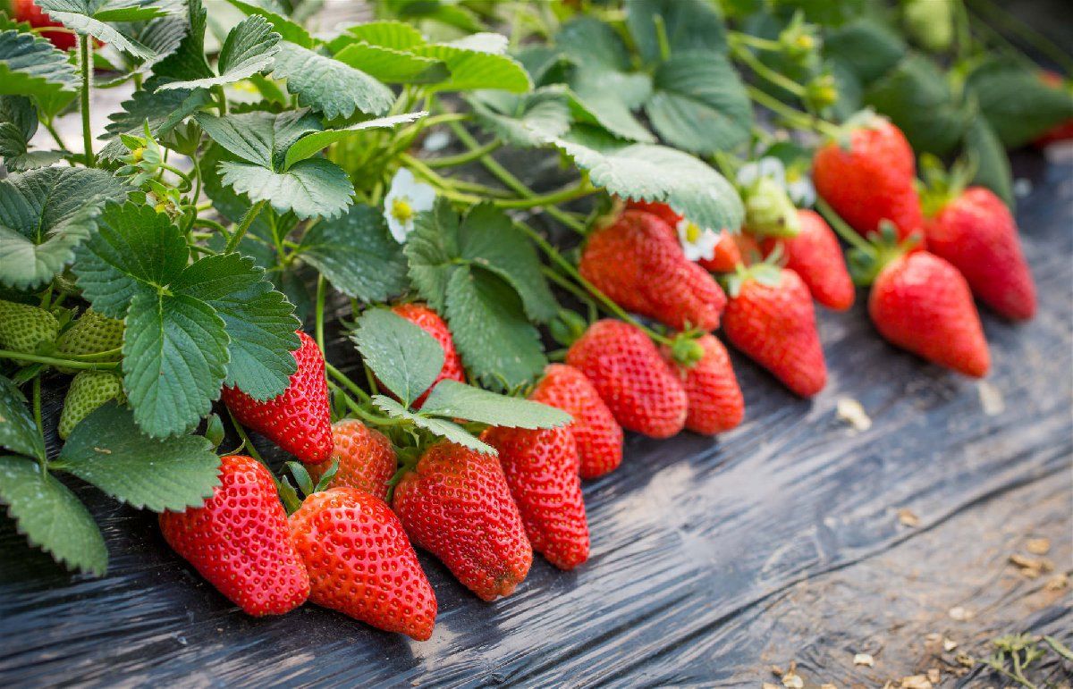 草莓怎么种植方法 在家盆栽 (草莓怎么种植方法 草莓种植方法大全)