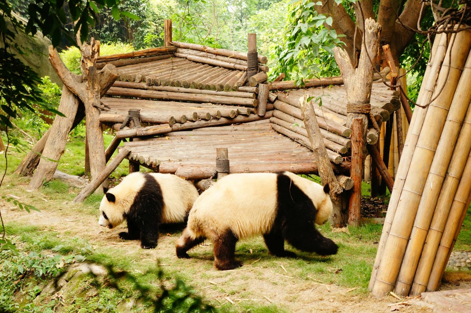 大熊猫生活在什么地方 (大熊猫生活在哪里 大熊猫的家园在哪里)