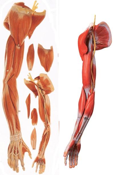 肌肉解剖学基础知识讲解 (人体肌肉解剖图 揭开人体肌肉的神秘面纱)