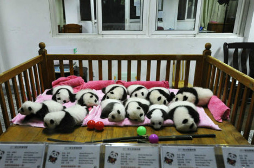 大熊猫繁育基地可以寄存行李吗 (大熊猫繁育基地 大熊猫繁育基地)