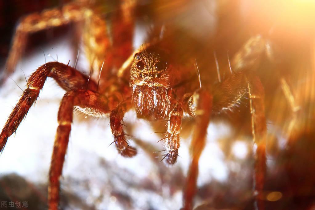 影响百度蜘蛛数量的因素剖析 如何掌握百度蜘蛛爬行机制